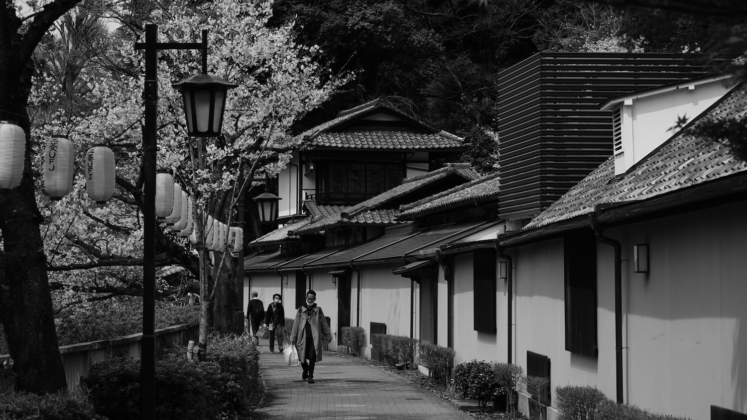 A black and white picture of a footpath. On the right side of the path are buildings, looking like a mix of modern and traditional japanese architecture. On the right side there is a row of cherry trees in bloom interspersed with street lamps, designed in a old style, remenicent of victorian times. Hanging between the poles of the lamps and the cherrey trees is a string of lanterns, striped vertically. On each of the lanterns, one of the stripes carries some writing, a mix of Kanji and Romaji, displaying the name of a bank that might have sponsored this lantern. The white bloom of the cherry trees contrasts the dark roofs of the buildings on the other side of the path, while the white walls of the buildings contrast the dark tree trunks and the bushes planted between the trees. At the end of the path two people in dark clothes are walking in oposite directions. A little bit closer, in the center of the visible path a man is walking towards the camera, looking at the ground. He carries a shopping bag, that seems to be heavy, and is wearing a long, open coat. He seems to be lost in thought.