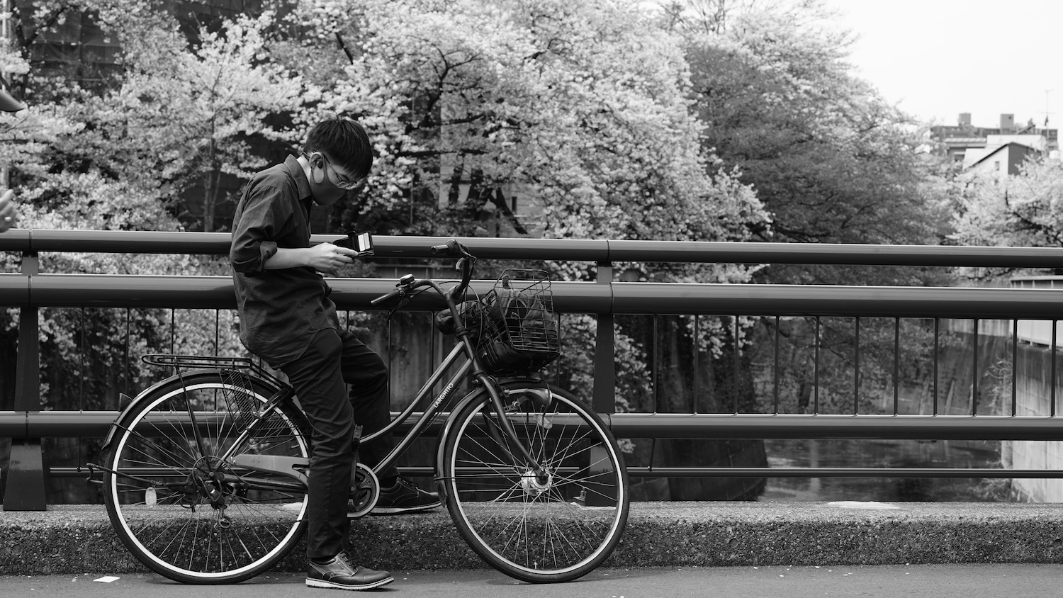 Black and white picture of a man sitting on a bicycle, looking at his phone. He has stopped on a bridge, one foot on the curb, the other on the road. THe man is wearing a cloth mask and dark clothes. Through the railing of the bridge the river is barely visibly, slowly flowing through a deep, artificial riverbed. Behind the man there are cherry trees in full bloom, blocking the view to the buildings behind them, the branches hanging down deep towards the river. The white blossoms contrasting the dark and dirty concrete wall of the artificial riverbed.