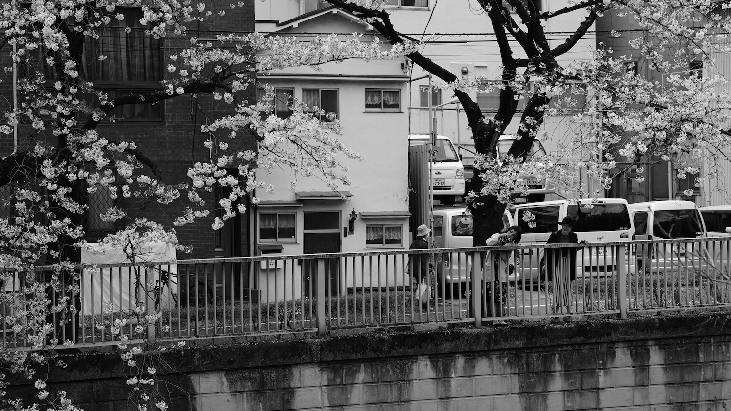 A black and white image, at the first glance confusing without structure. In the background are buildings and a parking lot, with the left most building being shot head on. In front of the buildings is a street, then a railing and then a man-made wall dropping off at the lower edge of the picture. On the left edge of picture as well as on the right side in front of the parking lot, two cherry trees are growing. They are in full bloom and the white blossoms contrast the dark, almost black bark of the trees. Between the right tree and the railing two women are standing and leaning over the railing trying to glimps something on the left, below the edge of the wall. One of women has a camera, which is pointed towards this unknown subject. Onother person is walking briskly behind them on the street.