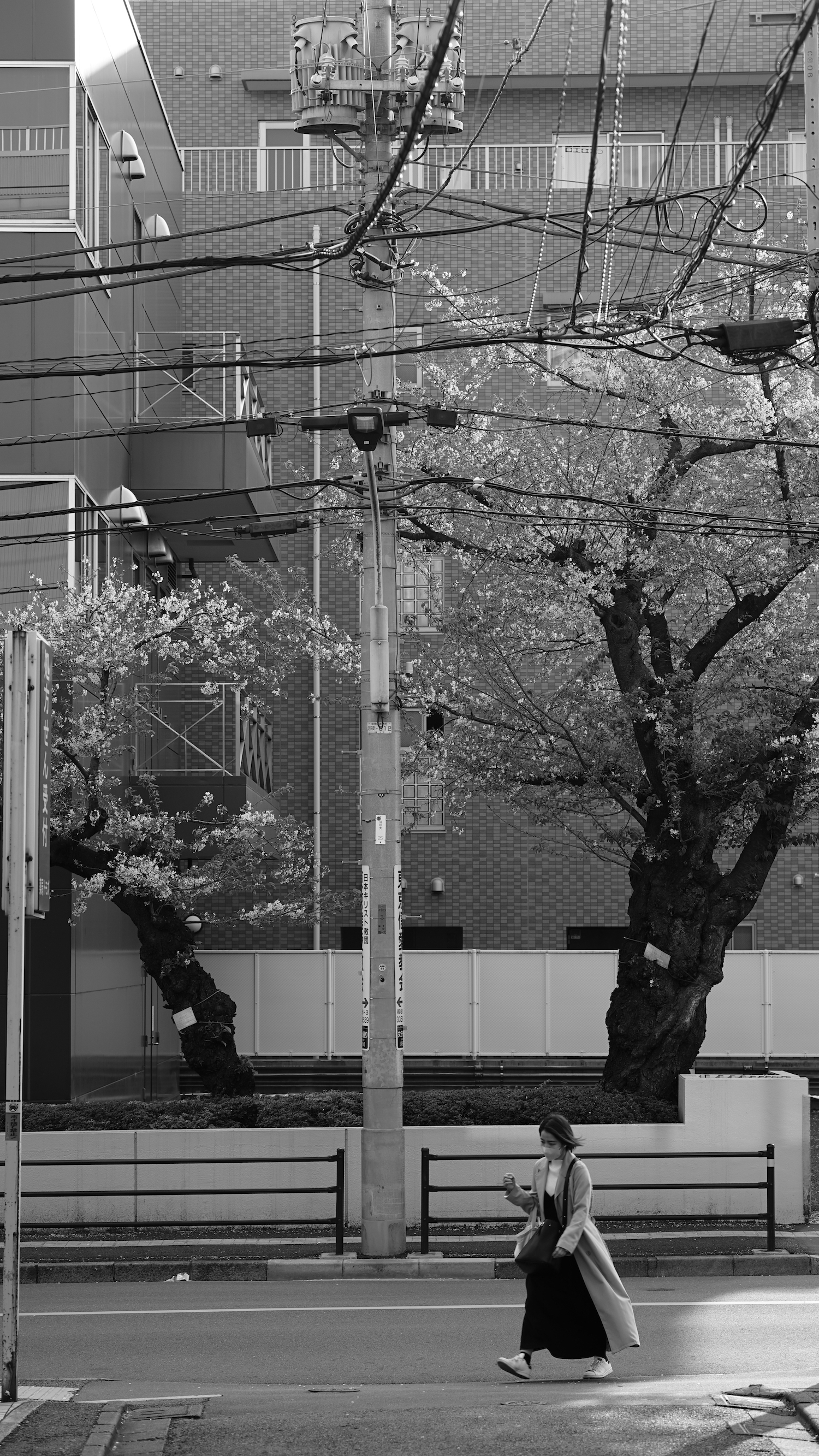 A head on black and white shot of a telegraph/power pole. Behing the pole a modern building fills the frame. The pole stands on the edge of a street, which runs perpendicular to the viewing direction. Between the street and the building two cherry trees are growing, both having thick, gnarly, almost black trunks. The crowns of the trees are still filled with the failing blossoms, the whites shining in front of the mid tones of the building behind. The top third of the image is filled with many cabled going to and from the pole, most of them running perpenticular to the shot, in parallel to the street, but some coming from the direction of the viewer. In the bottom quarter of the shot, a woman can be seen crossing the street diagonally. She is looking down and apparantly walking quickly, her light colored long coat and black skirt billowing behind her.